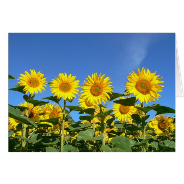 Bienen und Sonnenblumen gegen einen blauen Himmel (Vorderseite (Horizontal))
