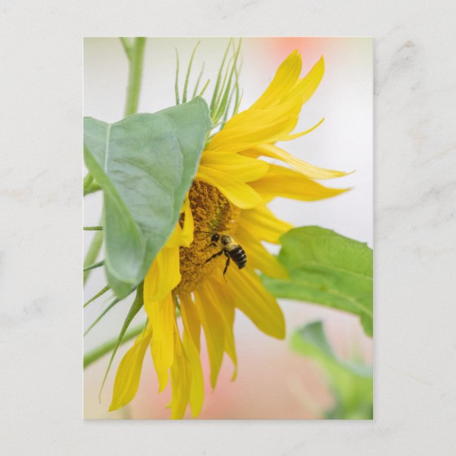 Bienen und Sonnenblumen Postkarte (Vorderseite)
