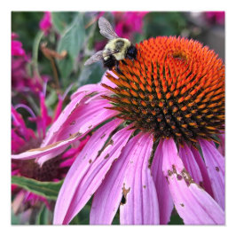 Bienen- und Sonnenhut-Foto-Vergrößerung Fotodruck