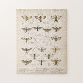 Bienen und Wespen von Cameron 1883-1890