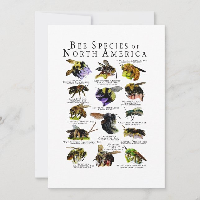 Bienenarten von Nordamerika Plakatdruck Einladung (Vorderseite)