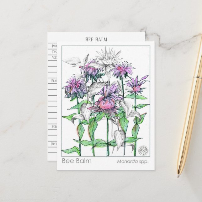 Bienenbalm Materia Medica Kräuterstudienkarten Postkarte (Vorderseite/Rückseite Beispiel)