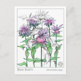 Bienenbalm Materia Medica Kräuterstudienkarten Postkarte