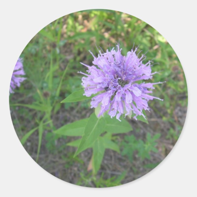 Bienenbalm Runder Aufkleber (Vorderseite)