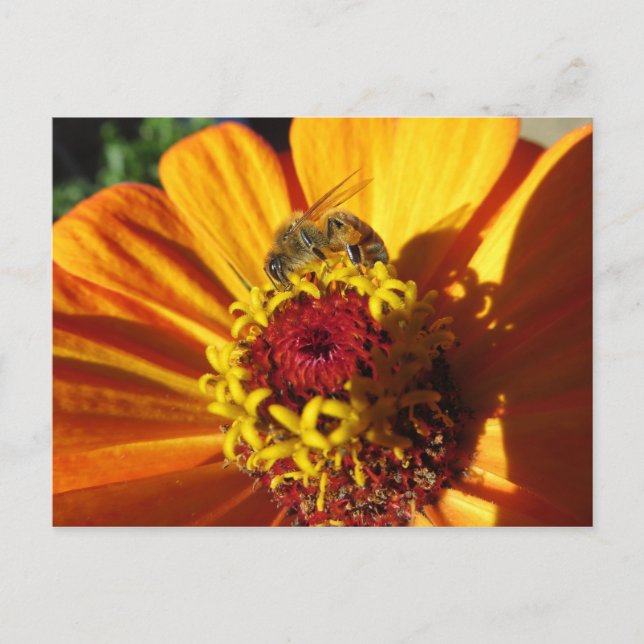 Bienenbefruchtende Blume Postkarte (Vorderseite)