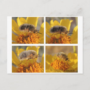 Bienenfliege - Familie Bombyliidae Postkarte