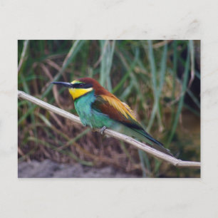 Bienenfresser Postkarte