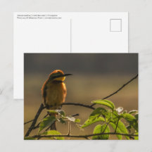 Bienenfresser Wildlife Foto