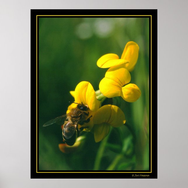 Bienenfrühstück Poster (Vorne)
