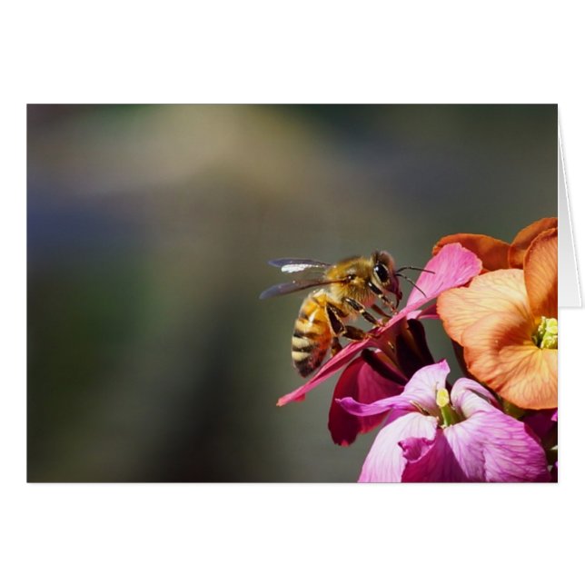 Bienenhafte Biene! (Vorderseite (Horizontal))