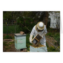 Bienenkäfer und Honigbienen