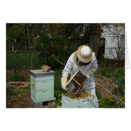 Bienenkäfer und Honigbienen