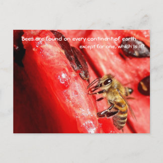 Bienenkarte / Biene auf einer Wassermelone Postkarte
