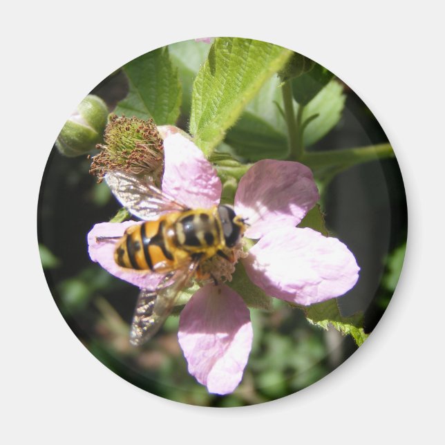 Bienenmagnet Magnet (Vorne)