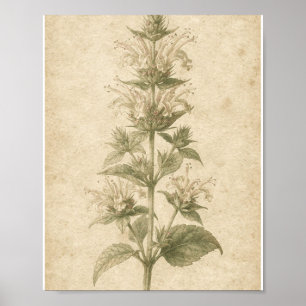 Bienensaugblumen-Blumen-Botanik-Kunstposter Poster