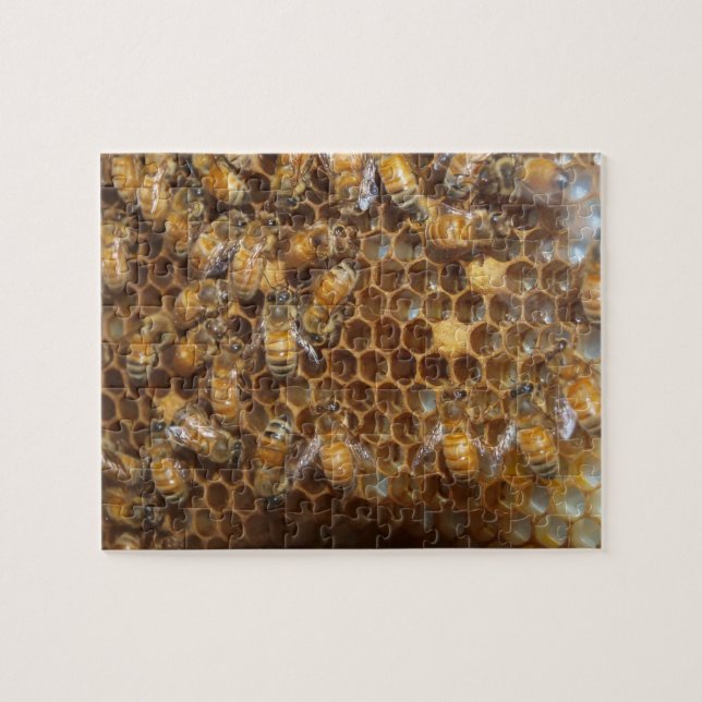 Bienenstock (Horizontal)