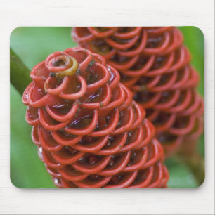 Bienenstock Ingwer, Zingiber spectabile), Mousepad