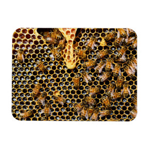 Bienenstock mit Honeycomb Nah Magnet