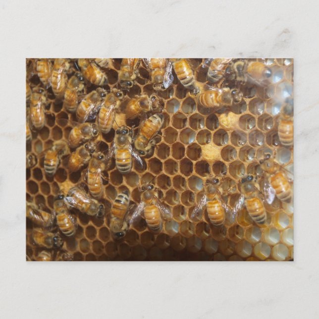 Bienenstock Postkarte (Vorderseite)