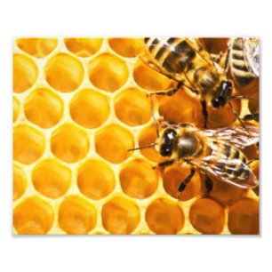 Bienenwabe und Bienen-Muster-Entwurf Fotodruck