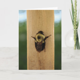 Bienenzilla Karte