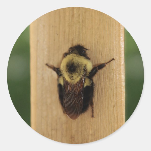 Bienenzilla Runder Aufkleber (Vorderseite)
