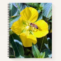 Bienenzucht Produktiv