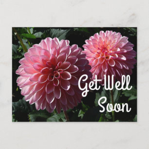 Bientôt Dahlia Valley Porcupine #1 Carte postale