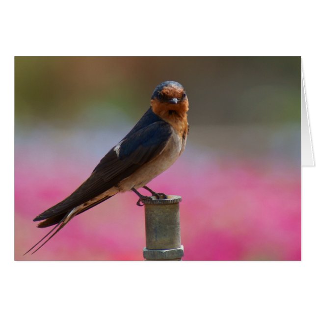 Bienvenue Swallow (Devant horizontal)