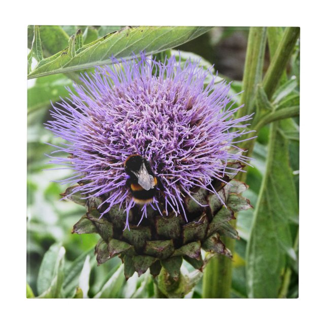 BIES FLIESE (Vorderseite)