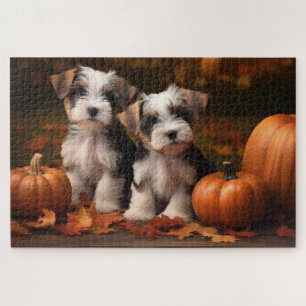 Biewer Terrier Welpe Herbstfreude Kürbis 