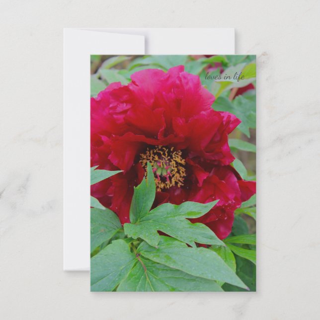 Big Bashful Burgundy Mitteilungskarte (Vorderseite)