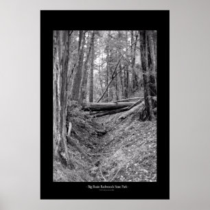 Big Basin Redwoods State Park Poster