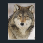 Big Beautiful Grey Wolf in freier Wildbahn Postkarte<br><div class="desc">Schneewolf im Holzdesign</div>