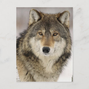 Big Beautiful Grey Wolf in freier Wildbahn Postkarte