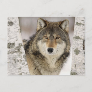 Big Beautiful Grey Wolf in freier Wildbahn Postkarte