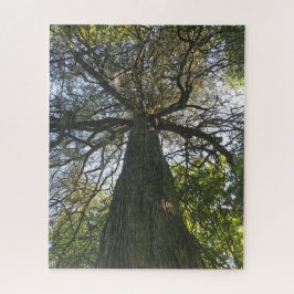 Big Beautiful Tree