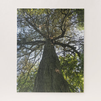 Big Beautiful Tree