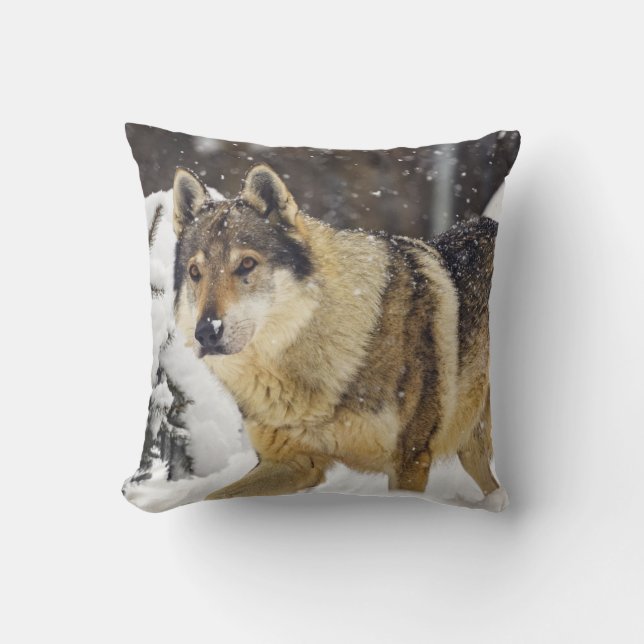 Big Beautiful Wild Wolf im Schnee Kissen (Vorderseite)