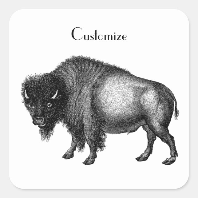Big Bison Buffalo Thunder_Cove Quadratischer Aufkleber (Vorderseite)