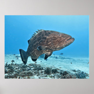 Big Black Grouper Poster