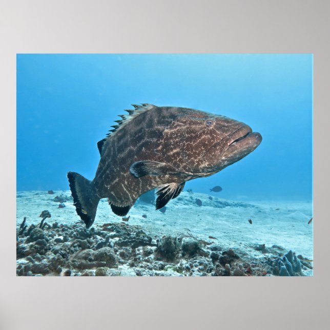 Big Black Grouper Poster (Vorne)