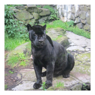 Big Black Jaguar Cat auf dem Felsen Fotodruck