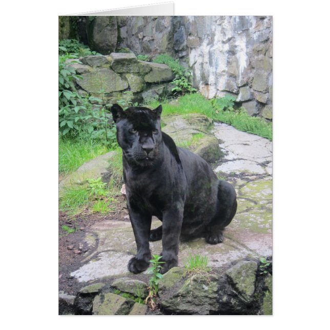 Big Black Jaguar Cat auf Rock (Vorne)