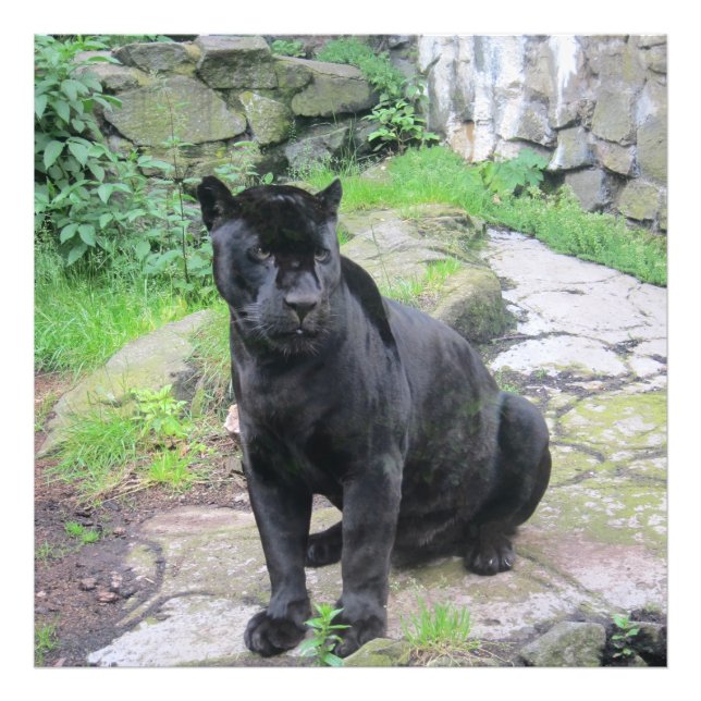 Big Black Jaguar Cat auf Rock Fotodruck (Vorne)