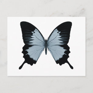 Big Blue & Black Butterfly Postkarte