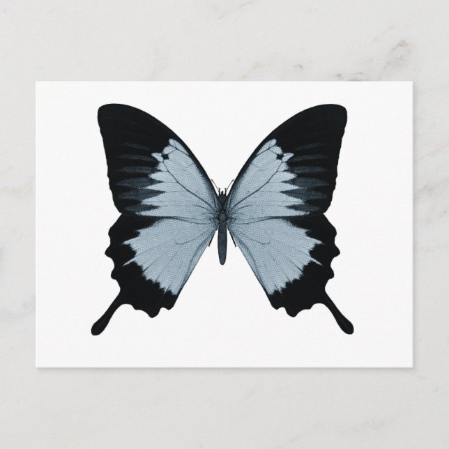 Big Blue & Black Butterfly Postkarte (Vorderseite)