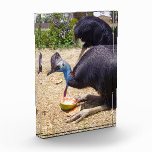 Big Blue Cassowary Bird Eating Melons, Fotoblock