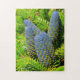 Big Blue Korean Fir Cones
