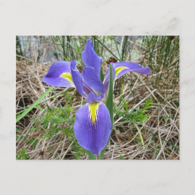 Big Blue Louisiana Iris Postkarte (Vorderseite)